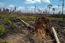  DESTRUIÇÃO CRESCE: Nos últimos três anos, Amazônia sofre devastação alarmante e crimes ambientais correm risco de aumentar este ano