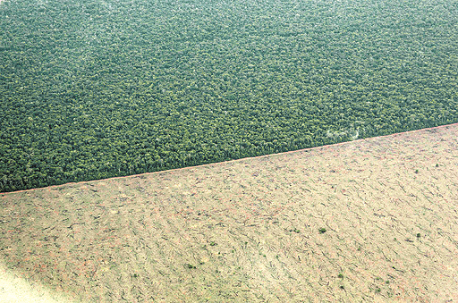 PRESERVAÇÃO: 77% dos brasileiros priorizam proteção ambiental em relação a avanço econômico