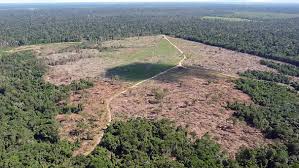 Desmatamento na Amazônia Legal cresce e atinge pior fevereiro em 15 anos; MT é o que mais devastou florestas no período com aumento de 300%