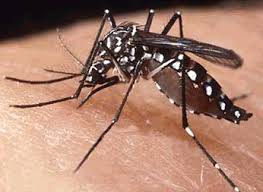 Casos de dengue explodem na Região Centro-Oeste: em todo o país aumentaram 95% em relação a 2021