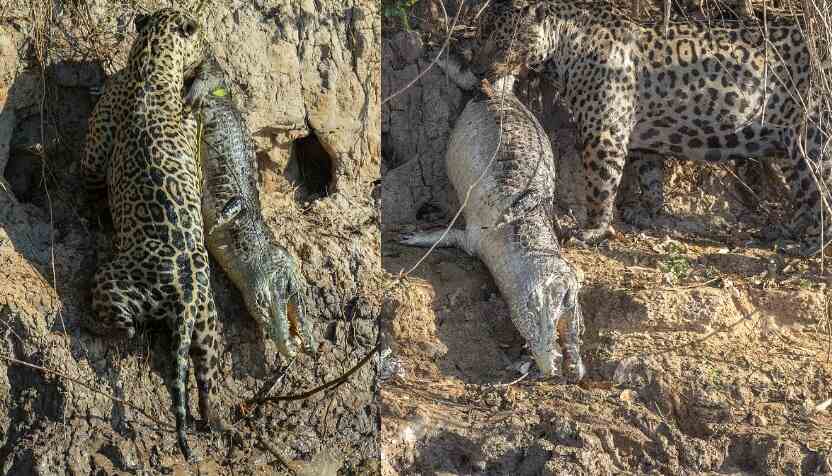 FORÇA E BELEZA: Onça-pintada é flagrada tirando jacaré do rio Cuiabá, em trecho que faz divisa de MT com MS 