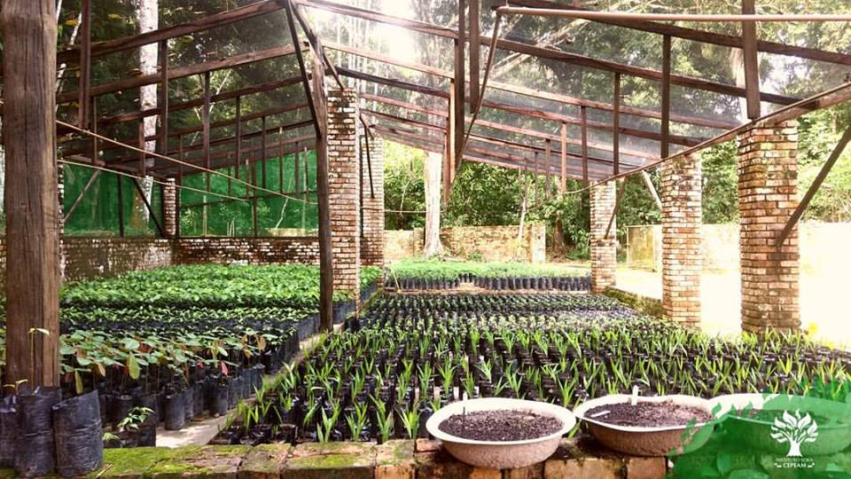SEMANA DO MEIO AMBIENTE: Coleta de sementes de árvores da Amazônia agrega renda e ajuda a recompor áreas devastadas