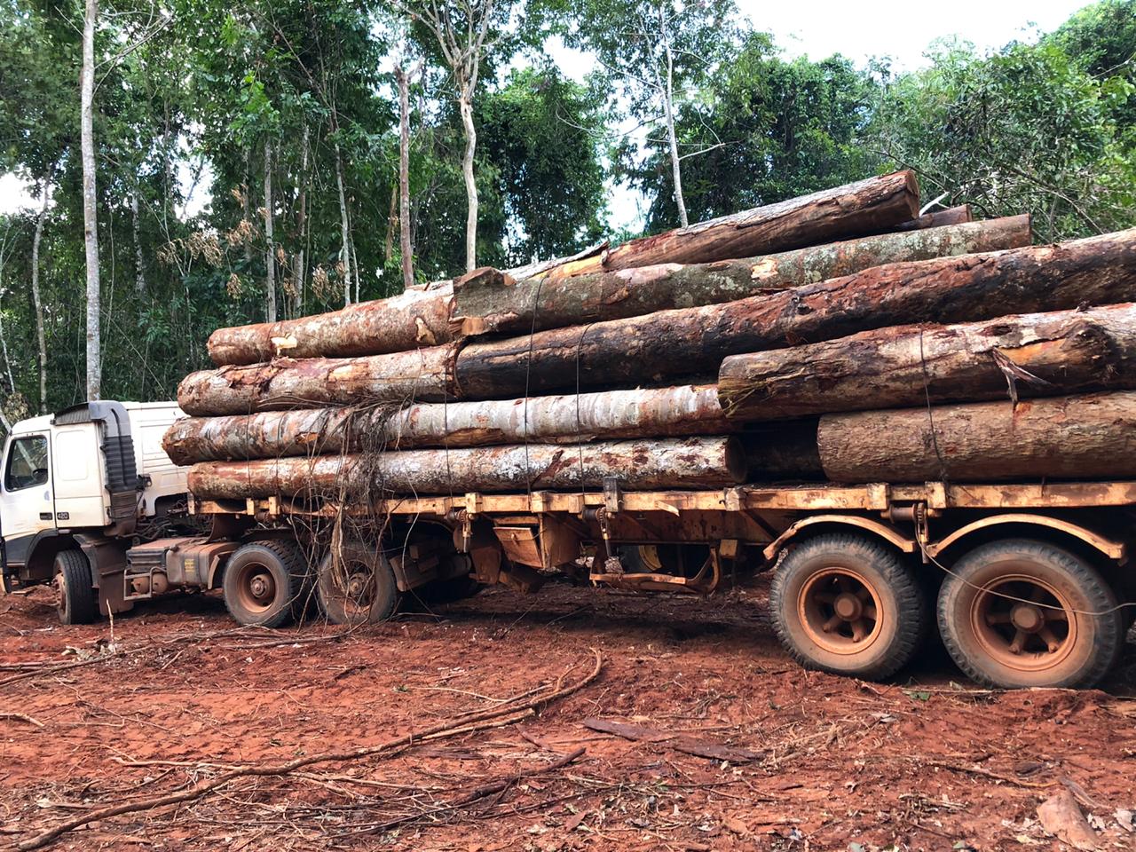  BAQUE NA DEVASTAÇÃO: PF apreende em MT 15 caminhões de madeira extraída de terra indígena
