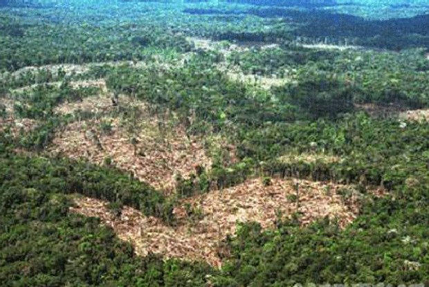 Sete em cada 10 eleitores acreditam que preservação da Amazônia deve ser prioridade de presidenciáveis