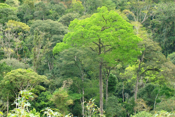  Com uso de tecnologia avançada, fiscalização da Sema chega a tempo de evitar início da derrubada de 1.600 ha de floresta em MT