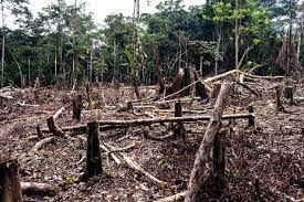 Em meio a avanço de garimpos clandestinos e desmatamentos ilegais, Amazônia perdeu área equivalente a dez vezes o estado do Rio de Janeiro em 37 anos, aponta MapBiomas