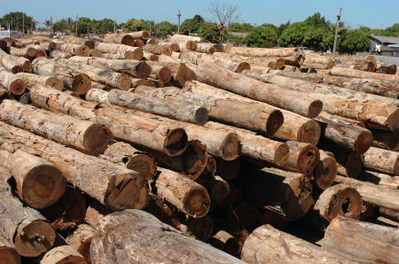  MT é campeão nesse tipo de crime ambiental  e concentra 70% da exploração ilegal de madeira na Amazônia; Pará vem em 2º lugar