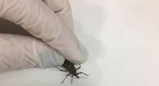Após 8 anos, SUS volta a fornecer remédio infantil para tratar doença de Chagas; enfermidade é provocada por picada do inseto 