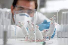 PESQUISA: Cientistas buscam entender significados de sons de ratos de laboratório, usando ferramentas da Inteligência Artificial