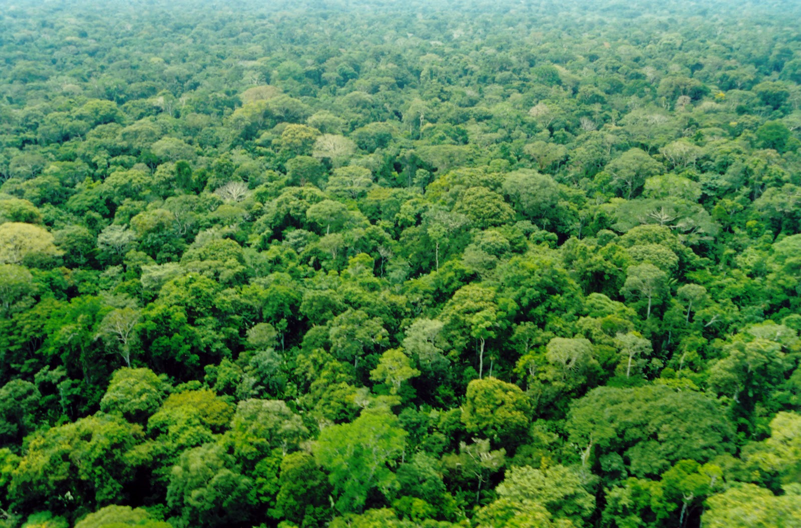 PROTEÇÃO DA NATUREZA: Com o fim da política anterior de devastação do bioma, área sob alertas de desmatamento na Amazônia cai 50% em 2023