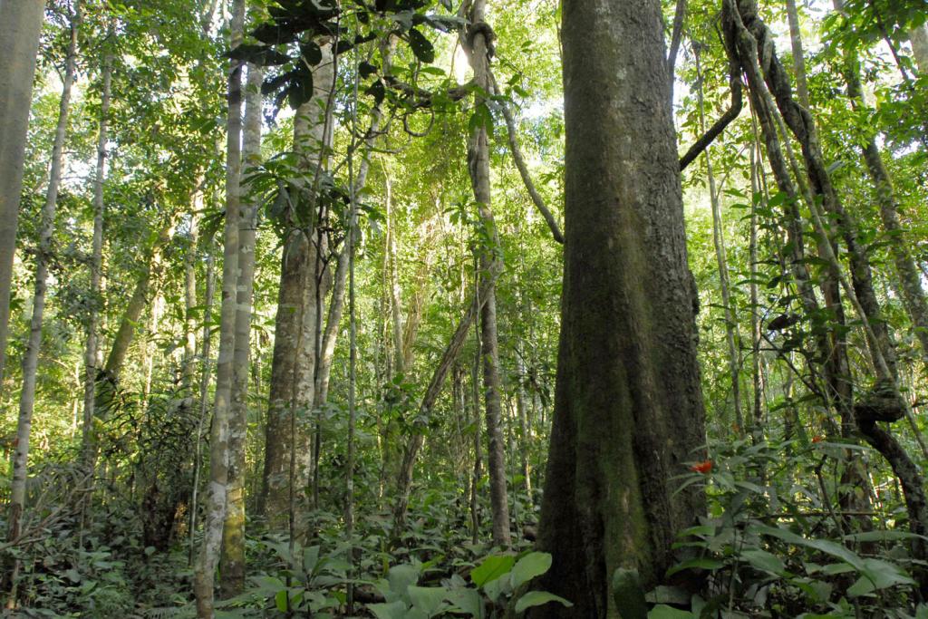 Política de desenvolvimento sustentável de MT é relatada a representantes da França