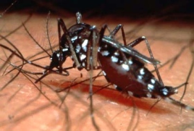 GUERRA AO MOSQUITO: Saúde anuncia estratégia de vacinação contra a dengue