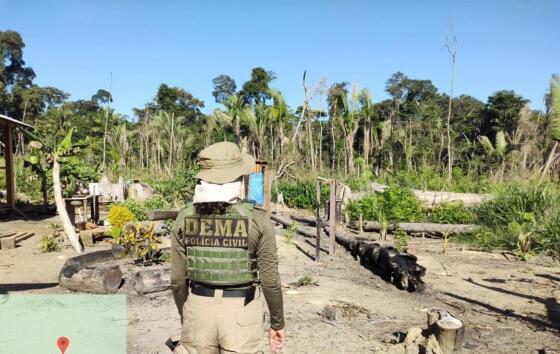 Wilson sobrevoa área quimicamente desmatada no Pantanal: “um verdadeiro cemitério de árvores”