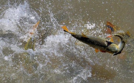 PGR pede novas informações de alteração de lei sobre pesca em MT