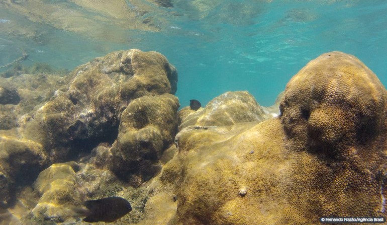 Mais de 70% de espécies ameaçadas buscam Áreas Marinhas Protegidas
