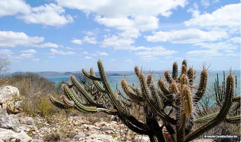 Mais de um milhão de hectares serão protegidos na Caatinga