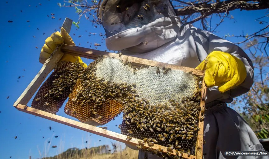 Rio Grande do Sul contabiliza perda de 17 mil colmeias desde enchentes