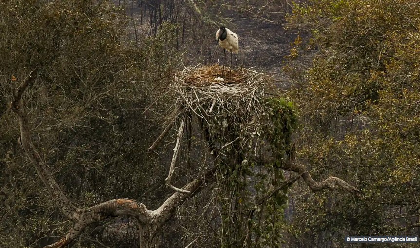 Biólogos tentam salvar fauna ameaçada pelo fogo no Pantanal