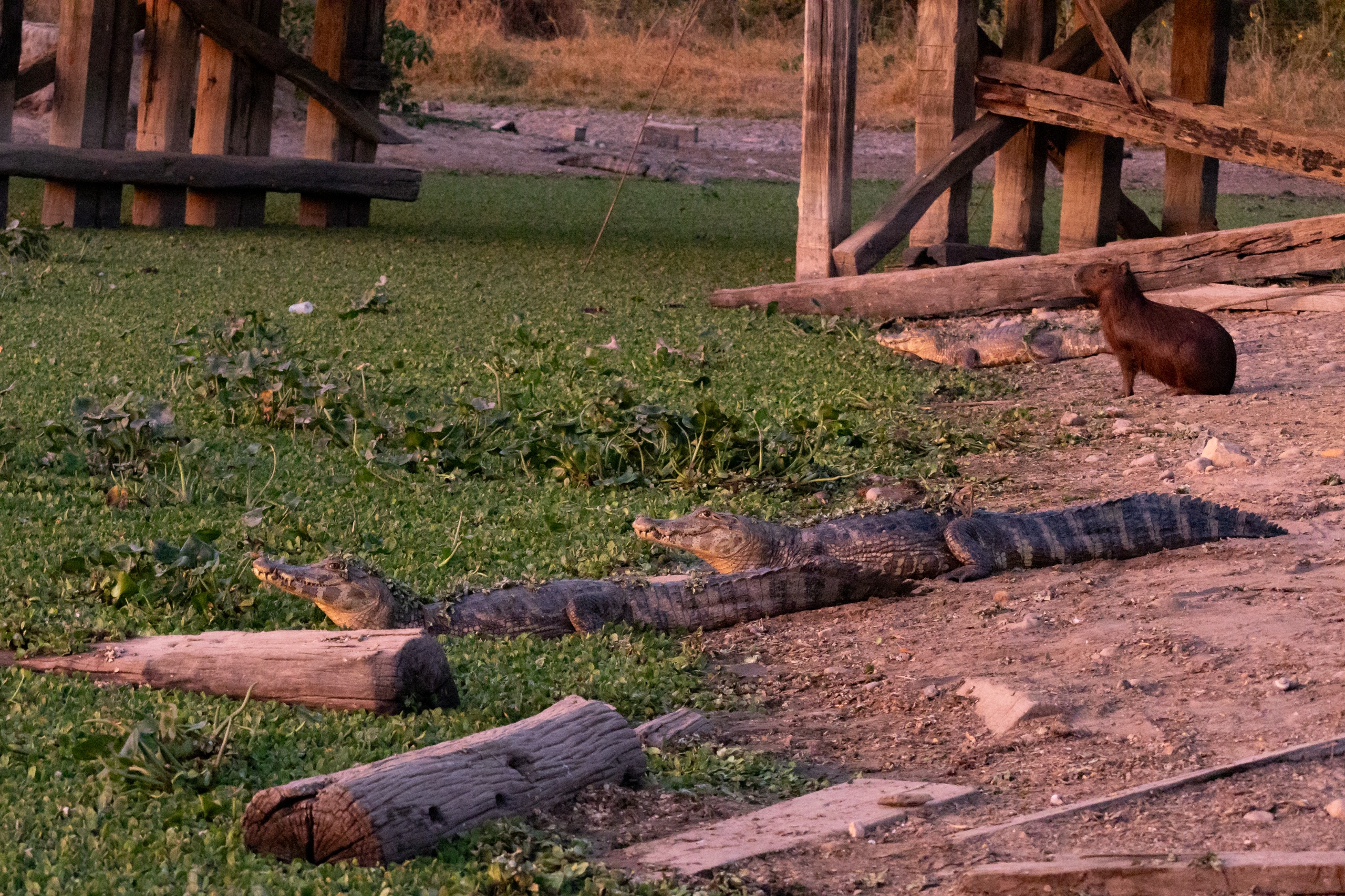 Sema alerta que manejo de animais silvestres de MT deve ser feito por equipes cadastradas