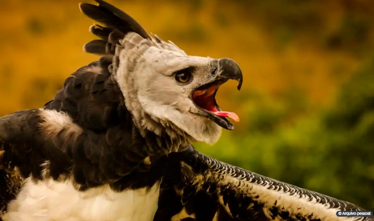 Fenômenos naturais põem em risco de extinção quase 4 mil espécies