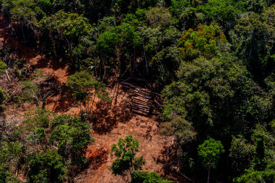 Desmatamento na Amazônia Legal de MT reduz 51% em 12 meses