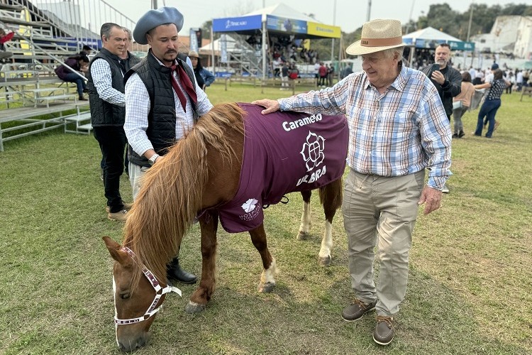 Com 50kg a mais, cavalo Caramelo, símbolo da enchente no RS, é atração na Expointer