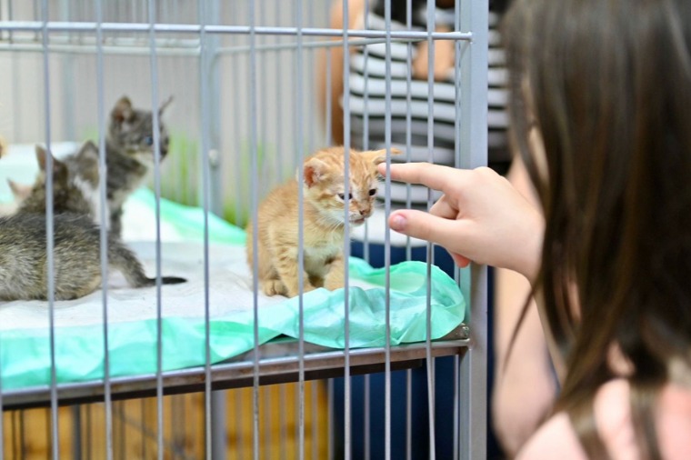 Amor e solidariedade levam a quase 50 adoções de cães e gatos em feira
