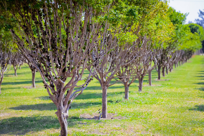Parque em SP permite colheita de jabuticaba e de morango com leite condensado liberado