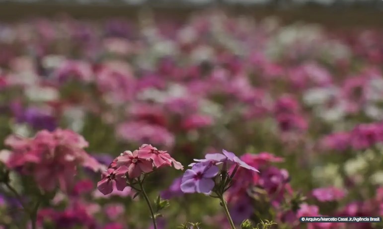 Hoje é Dia: início da primavera e Dia Mundial Sem Carro são destaques