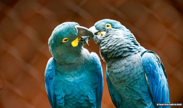 Zoo de SP mostra arara-azul-de-lear ao público pela primeira vez