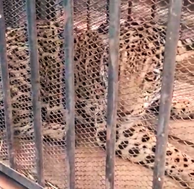Onça-pintada que caiu em poço desativado é solta depois de passar por tratamento
