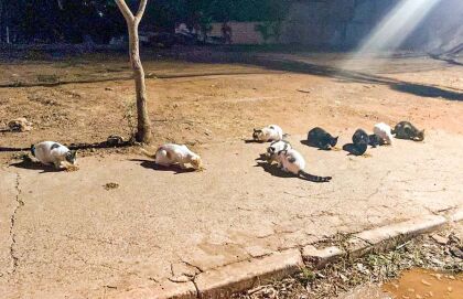 Lei de Botelho valoriza protetores e cuidadores de animais soltos ou abandonados em MT