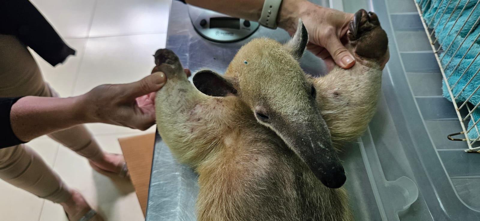 Sema orienta população sobre como agir ao encontrar animais silvestres em áreas urbanas