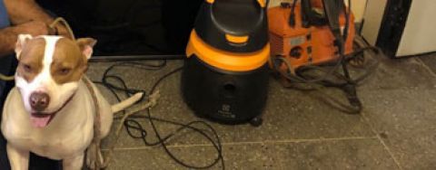 CÃO SORTUDO: Polícia recupera pitbull e eletrônicos levados em roubo à chácara na Capital