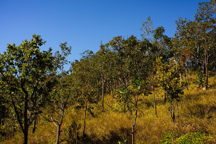 Acordo garante indenização de R$ 2,2 mi por danos ambientais no cerrado