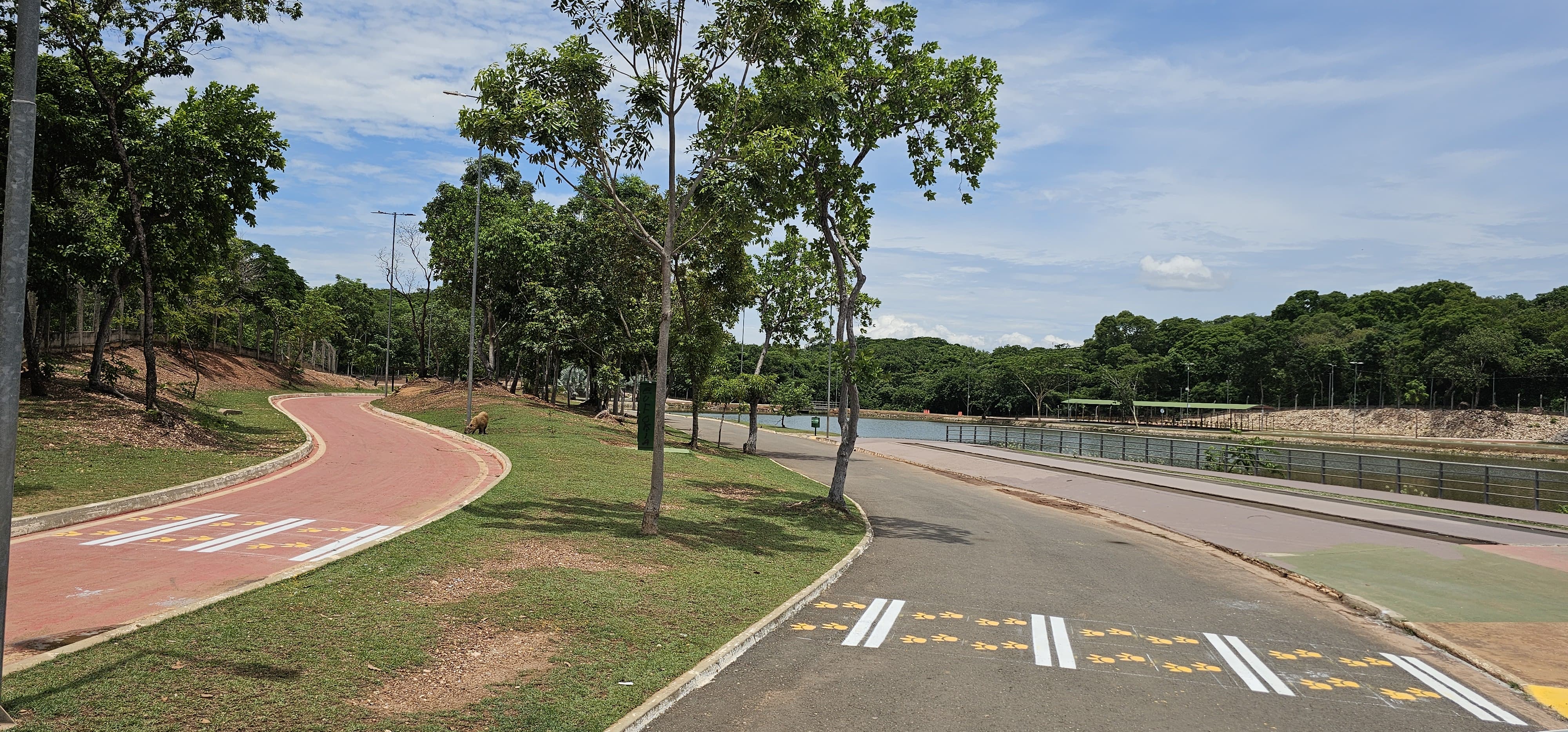 Semob implanta faixas de pedestres com 'patinhas amarelas' para alertar condutores da presença constante de capivaras