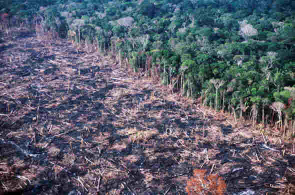  EFEITO ESTUFA: ONG indica alta de 39% no desmatamento da Amazônia; Ministério contesta