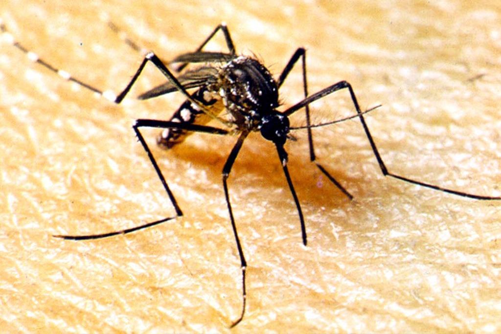 Óbitos por chikungunya ocorreram em indivíduos acima de 60 anos 