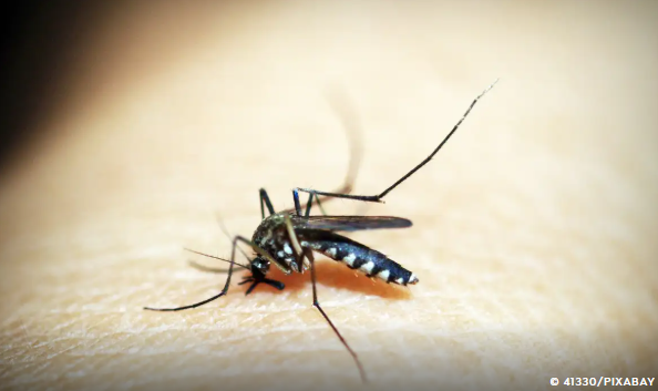 Brasil registra 502 mil casos de dengue em 2025, redução de 69% nos primeiros meses em relação a 2024