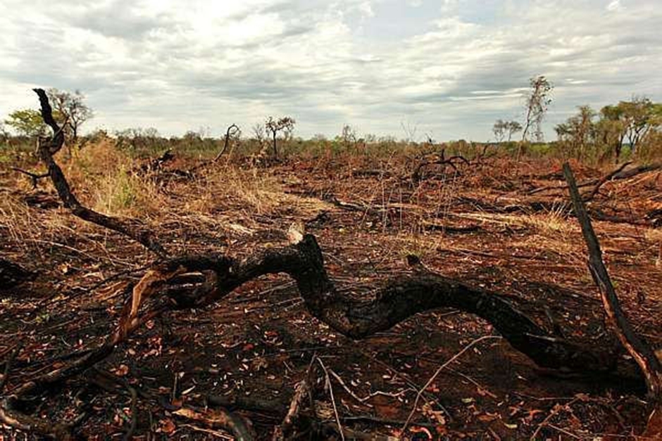 Cerrado tem 98% de desmate ilegal em Mato Grosso