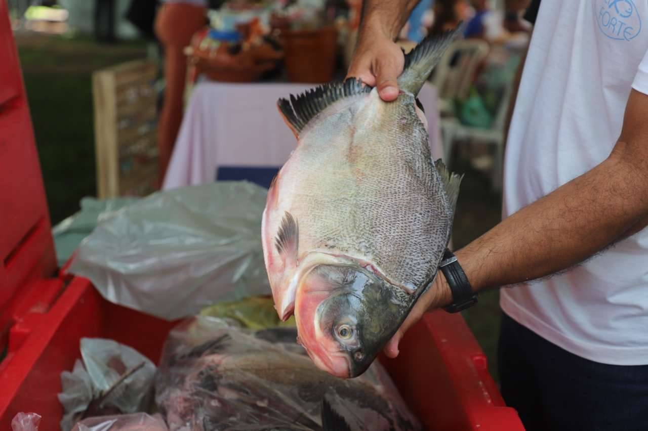 Prefeitura de Várzea Grande vai comercializar peixe com preço mais acessível