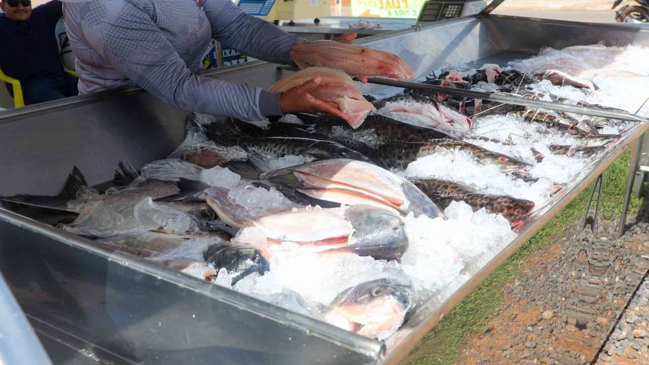VG Santo Peixe vendeu mais de 18 toneladas de peixe, 3 acima da meta