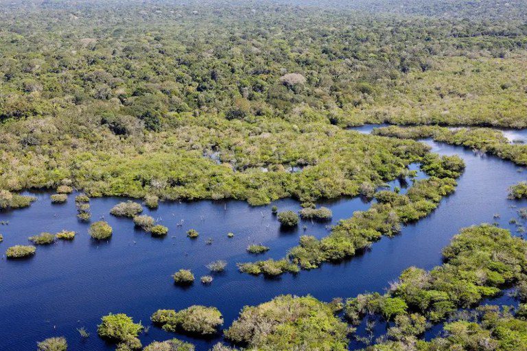 Desmatamento no Brasil caiu 32,4% em 2024. Houve redução em cinco dos seis biomas