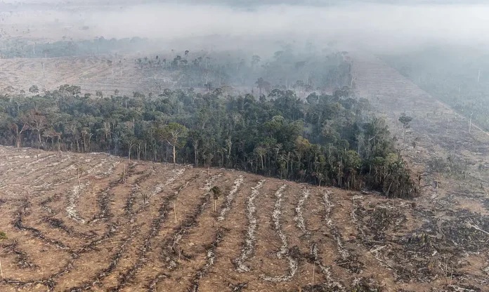 Queda no desmatamento em biomas de Mato Grosso: avanço ou alerta?