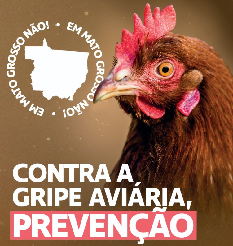 Famato reforça que a doença não representa risco ao consumo de carne de frango ou ovos