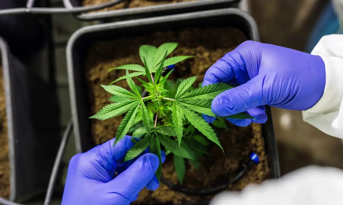Cannabis: Senado discute uso medicinal da Cannabis