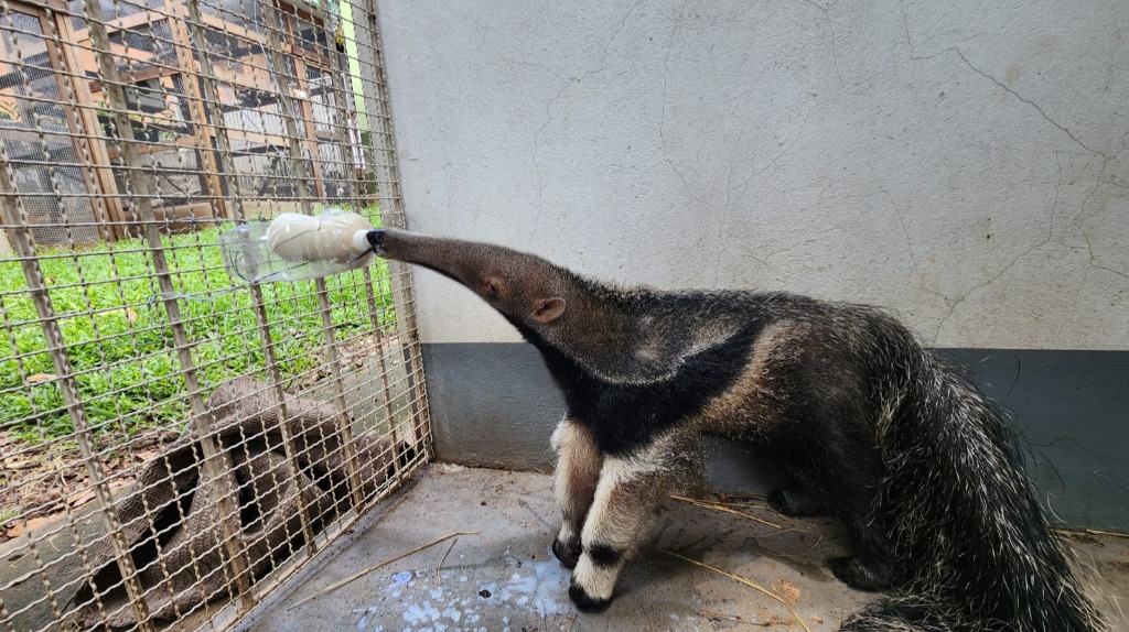 Filhote de tamanduá sobrevive a queimadas e se recupera
