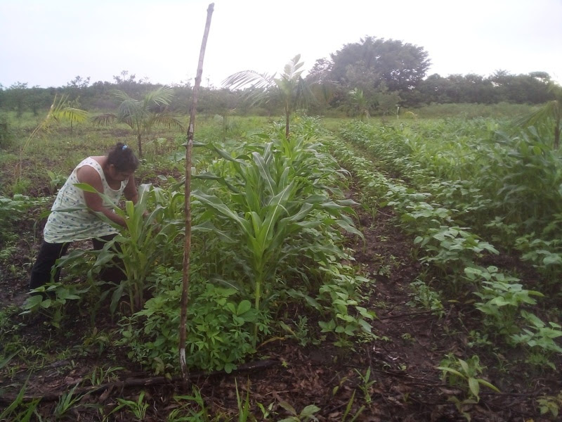  Entenda o papel das agroflorestas no combate às mudanças climáticas 