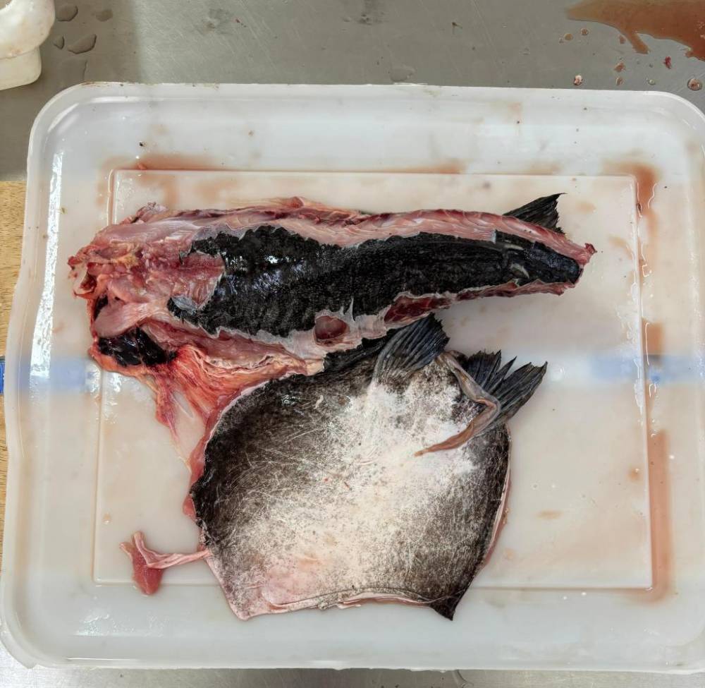 Cepesca define novas regras para transporte do peixe abotoado