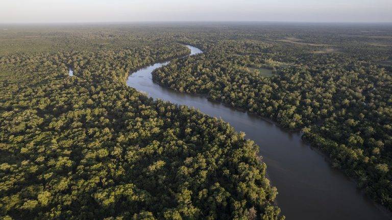 Petrobras e BNDES vão recuperar 50 mil hectares na Amazônia e gerar créditos de carbono